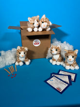 Charger l'image dans la visionneuse de la galerie, Plush orange cat adopt and stuff 5 pack